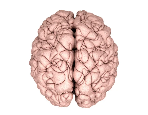 Brain Top View — Stock Photo, Image