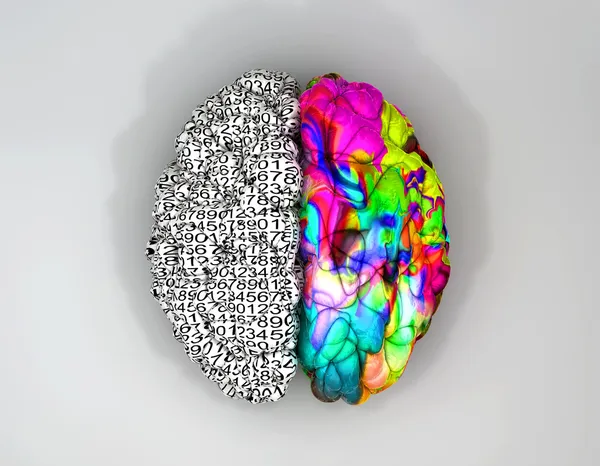 Left And Right Brain Concept Top — Stock Photo, Image