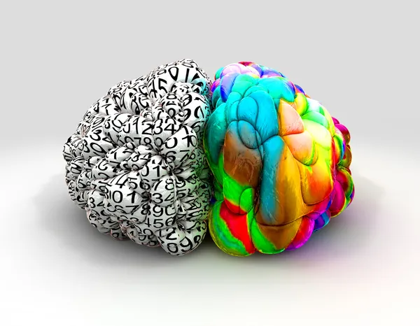 Left And Right Brain Concept Front — Stock Photo, Image