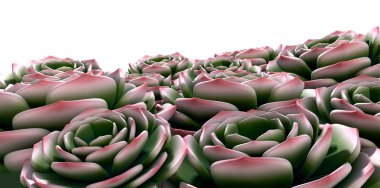 kaya gül succulents