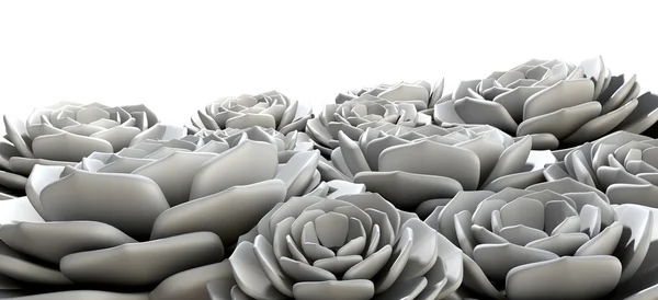 Rock Rose Succulents Grey — Stock Photo, Image