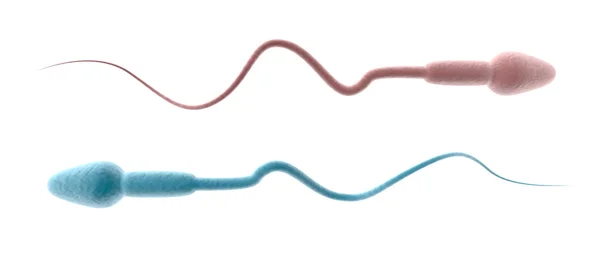 Sperm Cell Pink And Blue — Stock Photo, Image