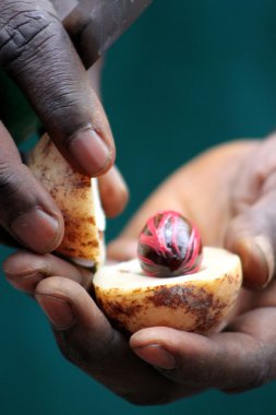 Küçük Hindistan cevizi meyve ve tohum tutan el