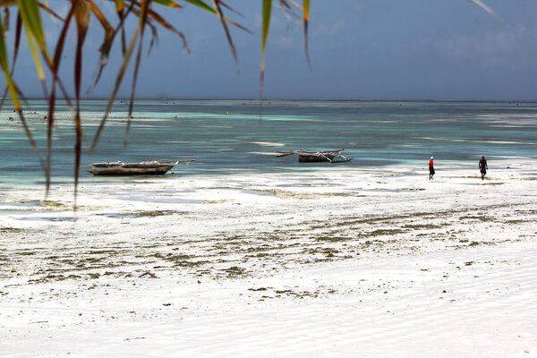 Dhows At Low Tide In Zanzibar