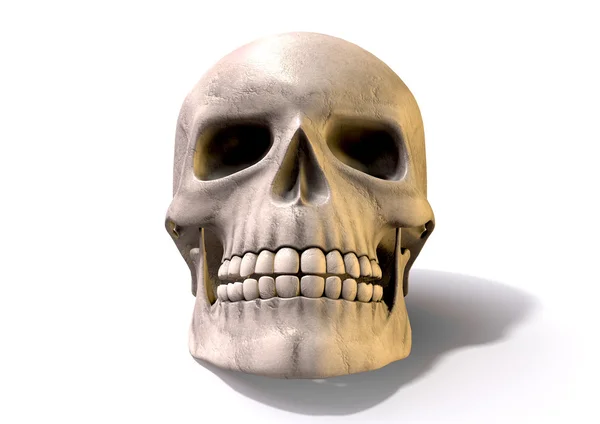 Skull Front — Stock Photo, Image