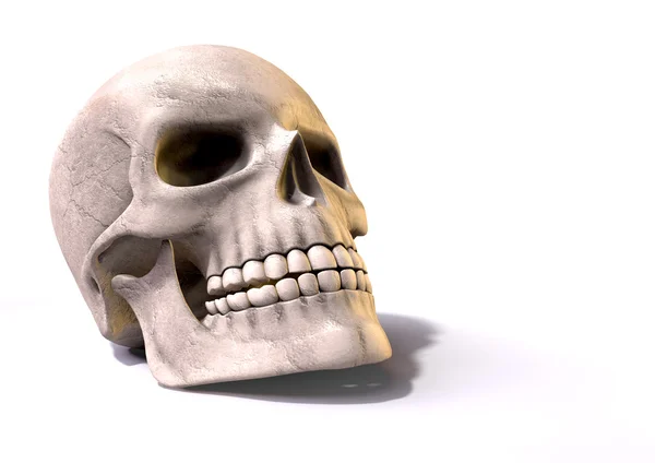 Skull Perspective — Stock Photo, Image