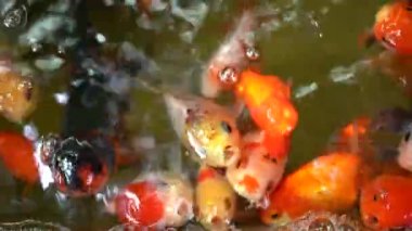 Tatlı su havuzunda yüzen renkli Koi balığı ya da sazan balığı. Asyalıların dinlenmesi için su hayvanları.