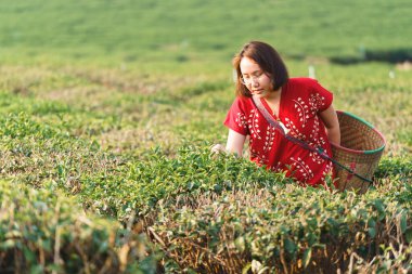 Asyalı kadın el kadar çay toplama çay plantasyondan bırakır, yeni sürgünler yumuşak sürgünler. Sağlıklı yiyecek ve içecek sudur. arka plan ile kopya alanı sağlık kavramı.