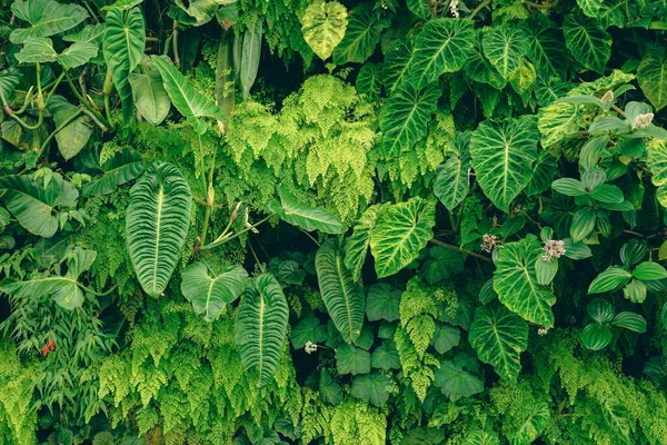 Тропические Деревья Расположены Полном Заднем Плане Полная Стена Листья Различных — стоковое фото
