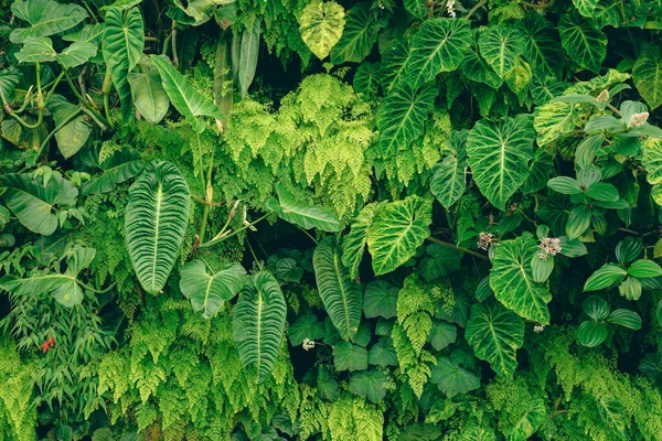 Tropical Trees Arranged Full Background Full Wall Leaves Different Sizes — Stock Photo, Image