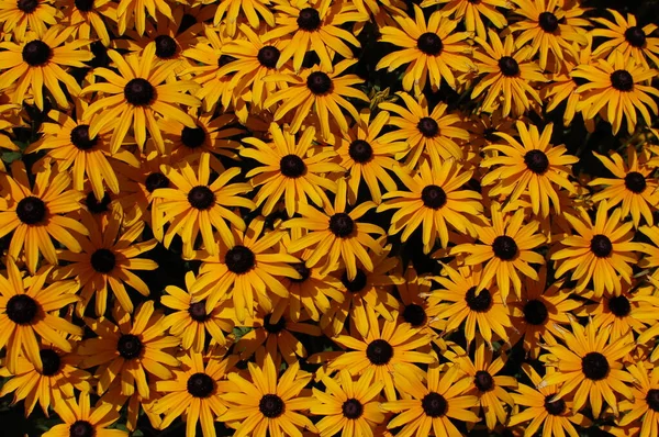 色彩艳丽的黄色花朵背景 红色或深褐色的苏珊花 焦点放在花园或田野里的花朵上 — 图库照片