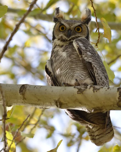 Great Horned Owl on a shady branch — 图库照片