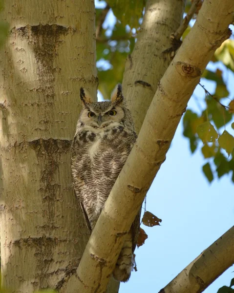 Great Horned Owl camouflaged by a tree trunk — ストック写真