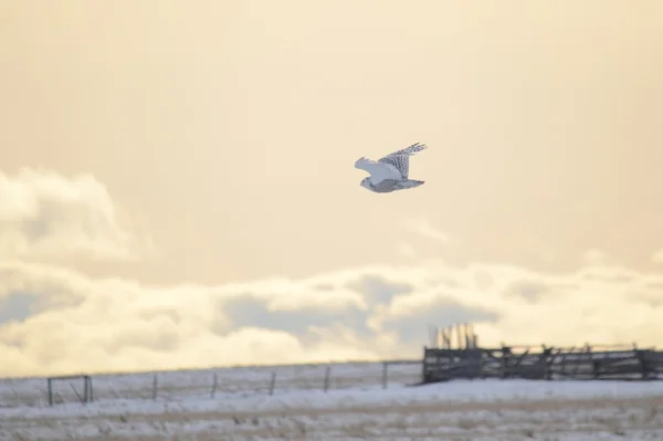 Búho nevado volando al atardecer sobre campos de pradera — Foto de Stock
