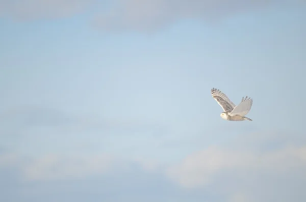 Snowy Owl flying across wintery sky — Stock Photo, Image