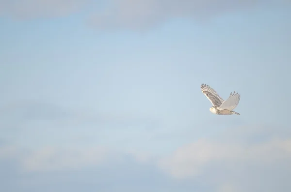 Hibou des neiges volant à travers le ciel hivernal — Photo