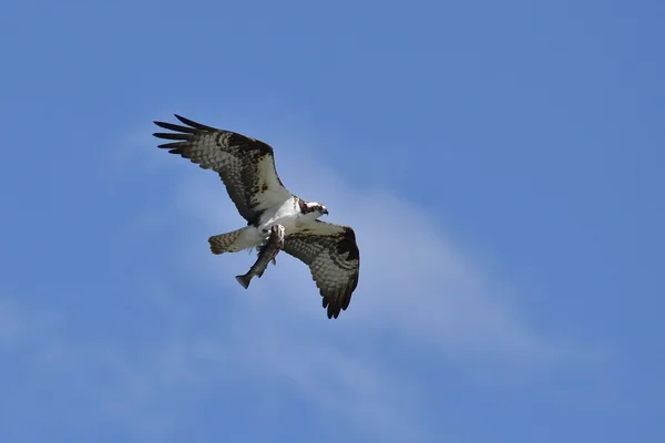 Osprey bringing home dinner — Stock Photo, Image