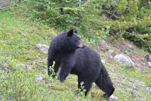 American black bear looking backwards Stok Fotoğraf