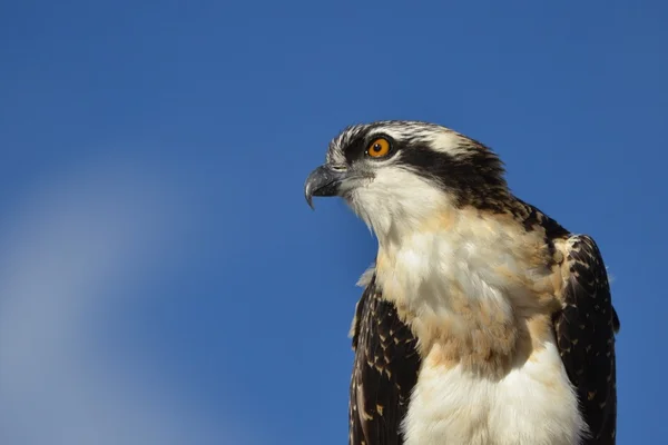 Joven Osprey disparo en la cabeza Imagen De Stock