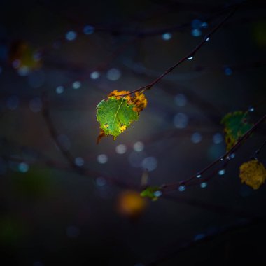 Beautiful autumn leaves hanging in the tree branches. Fall scenery of Northern Europe.