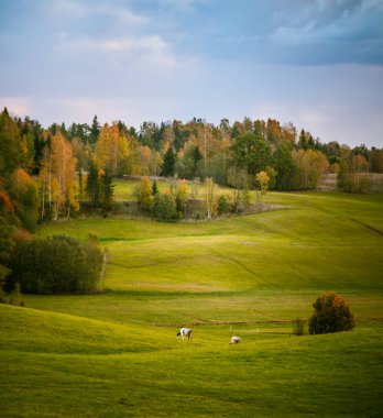 İnekler sonbahar otlaklarında otlar. Çiftlik hayvanlarıyla sonbahar manzarası. Kuzey Avrupa 'nın sonbahar manzarası.