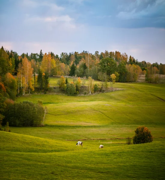 İnekler sonbahar otlaklarında otlar. Çiftlik hayvanlarıyla sonbahar manzarası. Kuzey Avrupa 'nın sonbahar manzarası.