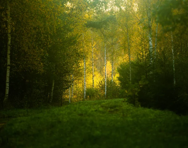 Schöner Herbstwald Nordeuropa Herbstlandschaft Mit Bäumen Waldlandschaft Herbst — Stockfoto