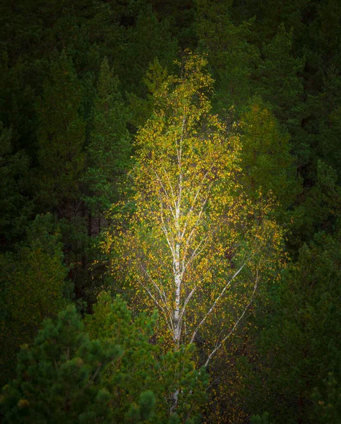 Beautiful Autumn Forest Northern Europe Fall Landscape Trees Woodland Scenery — Stock Photo, Image