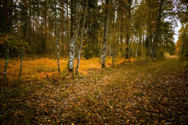 Belle Forêt Automne Europe Nord Paysage Automne Avec Arbres Paysages — Photo