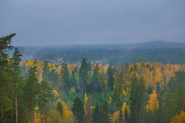 北ヨーロッパの美しい秋の森 木々と秋の風景 秋の森の風景 — ストック写真