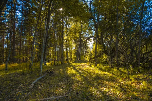 Belle Forêt Automne Europe Nord Paysage Automne Avec Arbres Paysages — Photo