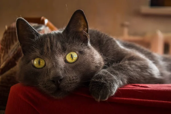 아름답고 러시아푸른 고양이의 초상화 고양이 — 스톡 사진