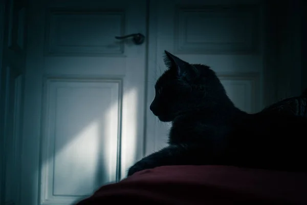 美丽的成年俄罗斯蓝猫的肖像 房间里的猫 — 图库照片