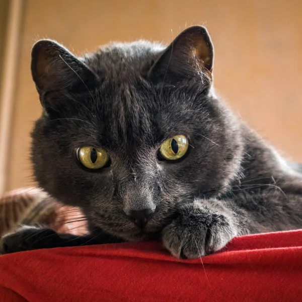 Портрет Прекрасного Дорослого Росіянина Синього Кота Кішка Кімнаті — стокове фото