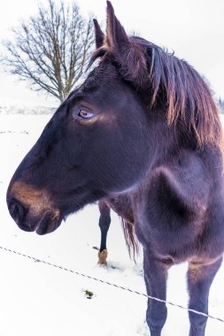 Güzel, kahverengi at kışın açık havada. Kuzey Avrupa 'da çiftlik hayvanlarıyla kış manzarası.