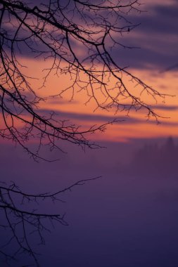 Ağaç dallarıyla güzel bir kış gündoğumu manzarası. Kuzey Avrupa 'nın karlı manzarası.