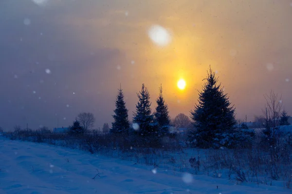 Чудовий Пейзаж Сходу Сонця Сніжними Ялинками Країні Зимовий Пейзаж Північної — стокове фото