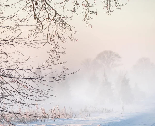 Een Mooie Mistige Winterzonsopgang Het Land Pasteltinten Helder Besneeuwd Landschap — Stockfoto