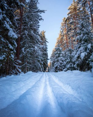 Güneşli kış gününde güzel bir çam ormanı. Kuzey Avrupa ormanlarının karlı manzarası. Güneş ışığında ağaçlar ve kar.