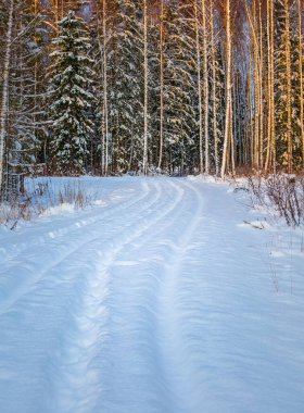 Güneşli kış gününde güzel bir çam ormanı. Kuzey Avrupa ormanlarının karlı manzarası. Güneş ışığında ağaçlar ve kar.