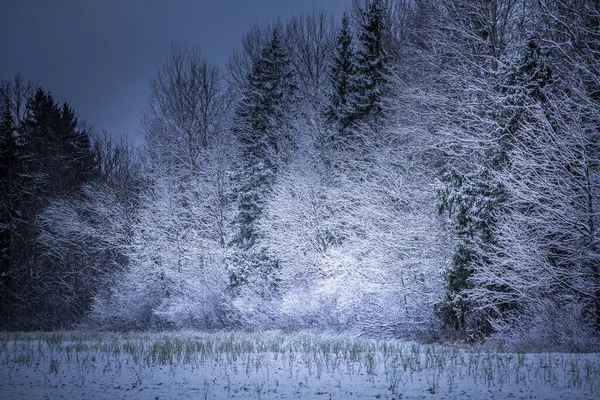 Een Prachtig Besneeuwd Bos Tijdens Een Bewolkte Dag Winterlandschap Van — Stockfoto