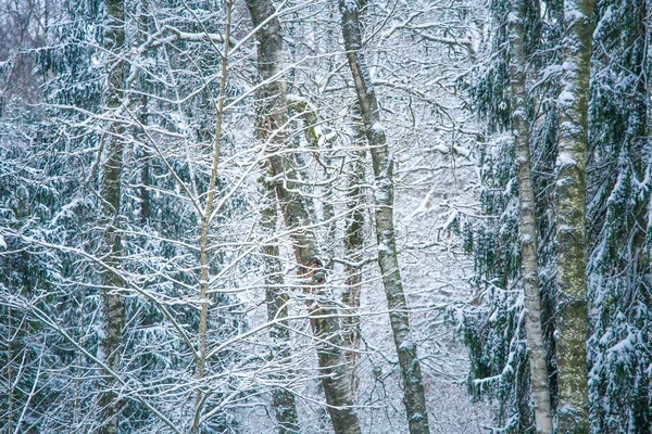 아름다운 눈덮인 숲이었습니다 북유럽 지대의 — 스톡 사진
