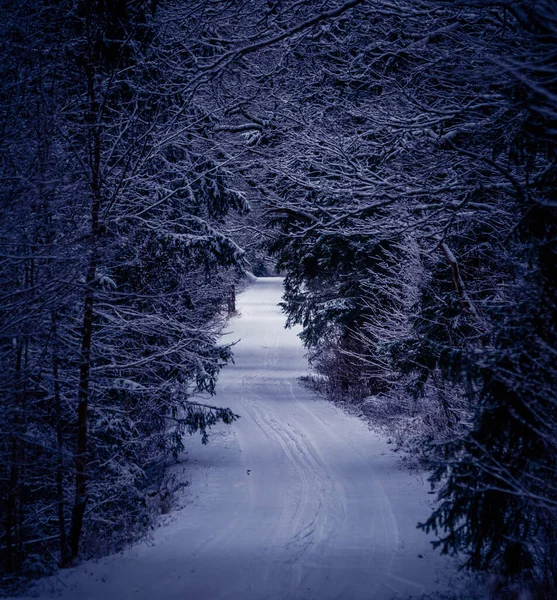 Een Prachtig Besneeuwd Bos Tijdens Een Bewolkte Dag Winterlandschap Van — Stockfoto