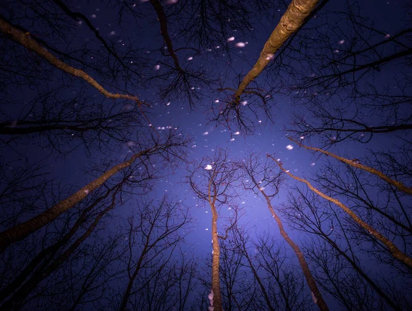 Hermoso Paisaje Invierno Oscuro Mientras Nieva Copos Nieve Blancos Brillantes — Foto de Stock