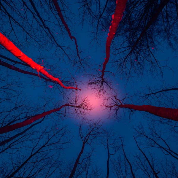 一个艺术的冬季场景 在森林里 树木闪烁着红色的人造光 具有粉红光效果的雪白兰色披风 — 图库照片