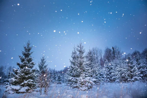 Een Prachtig Besneeuwd Bos Tijdens Een Bewolkte Dag Winterlandschap Van — Stockfoto