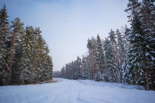 Een Prachtig Dennenbos Zonnige Winterdag Snowy Landschap Van Noord Europa — Stockfoto
