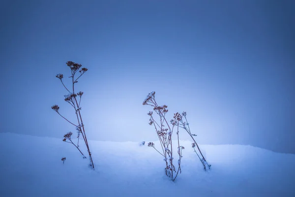 Zimowy Poranek Mrożonymi Roślinami Pierwszym Planie Snowy Krajobraz Północnej Europy — Zdjęcie stockowe