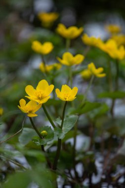 Baharda güzel sarı kadife çiçekleri. Kuzey Avrupa 'daki sulak alanlarda büyüyen Kingcup' lar.