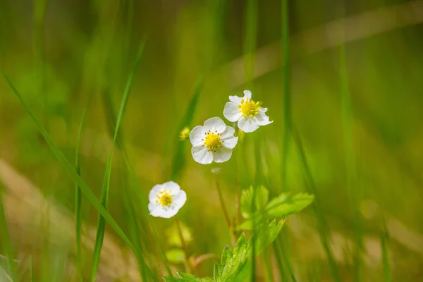 美丽的春花在野外盛开 北欧的季节性风景 — 图库照片